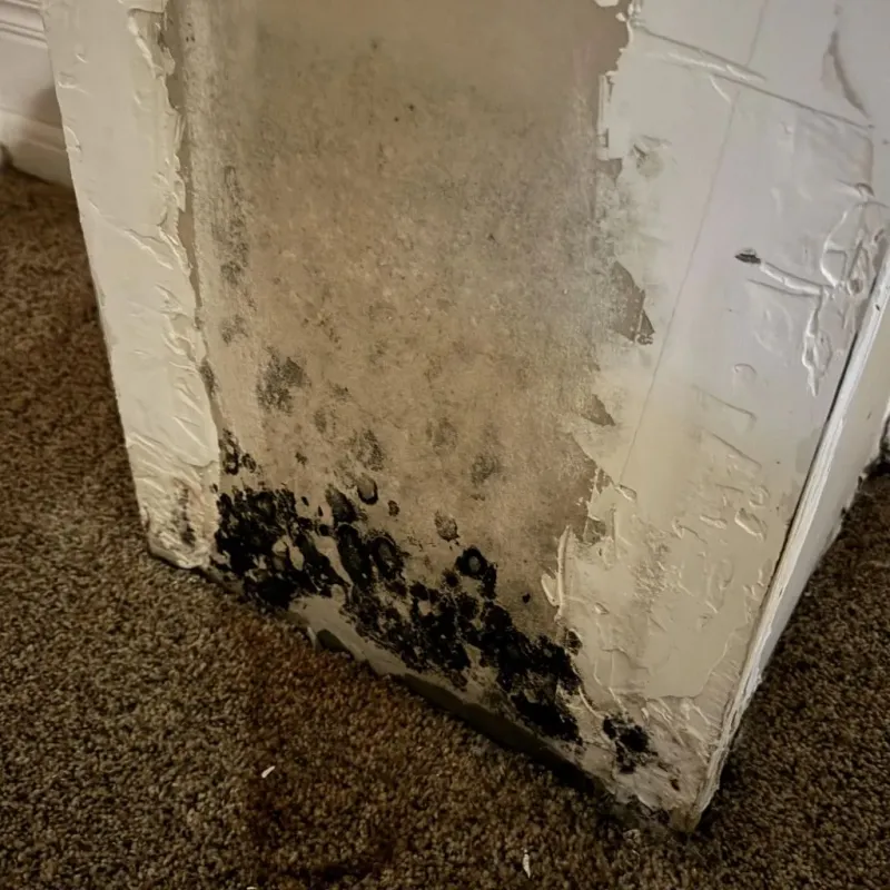Professional Mold Removal in Coalgate, OK